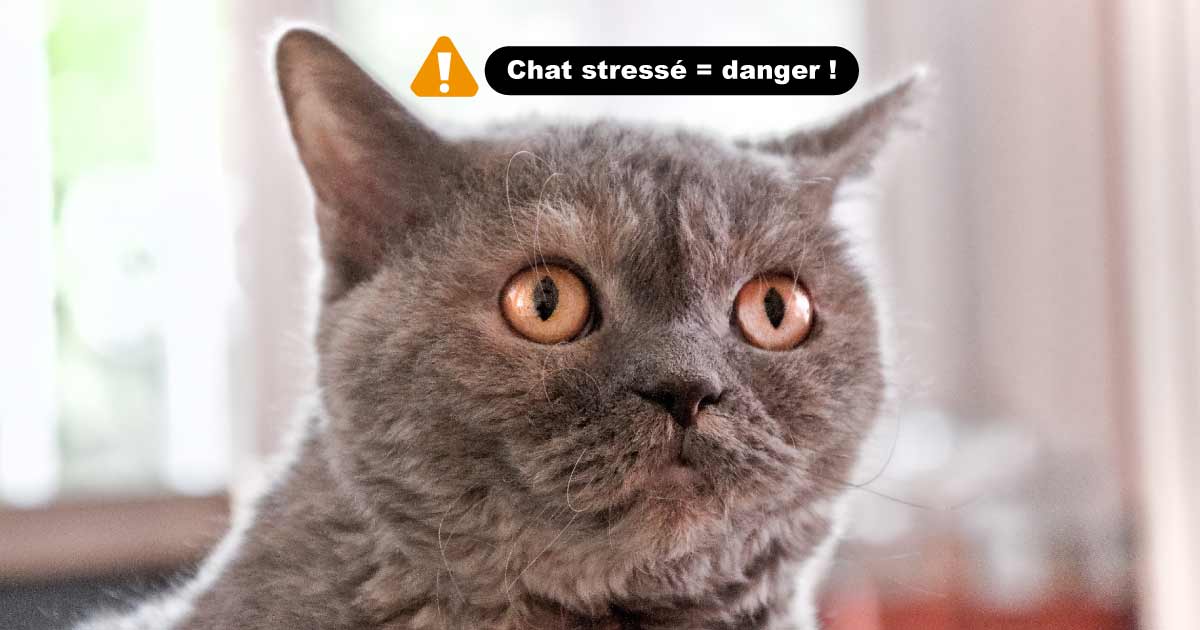 ATTENTION : chat stress = chat en danger !