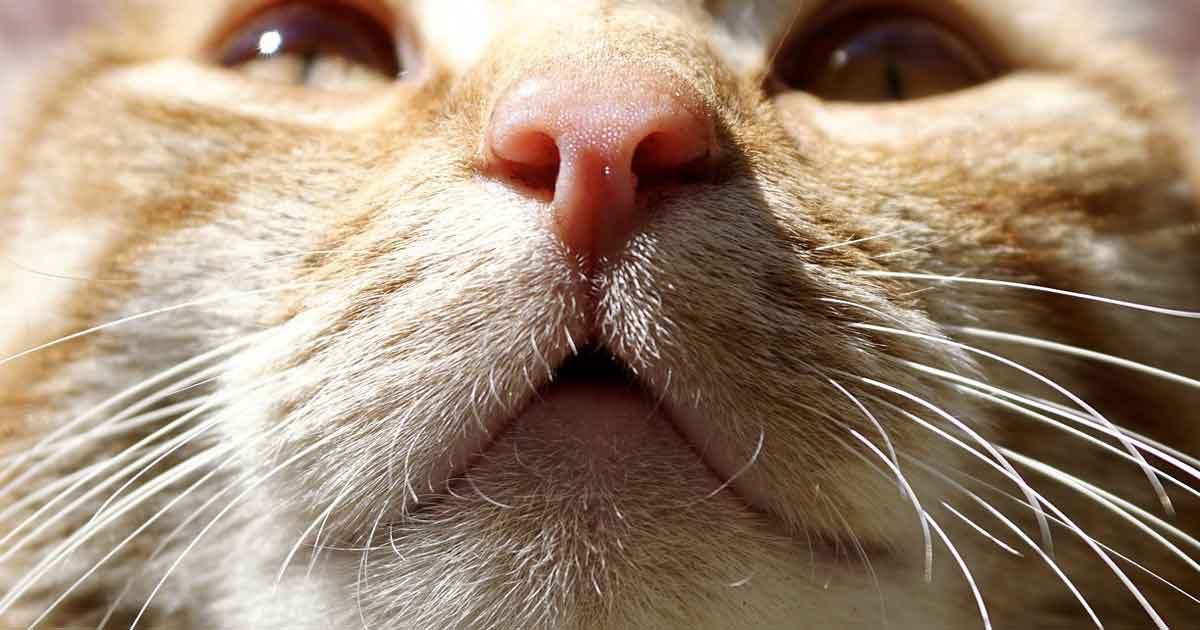 Ide reue 3 : mettre le nez du chat malpropre dans son pipi