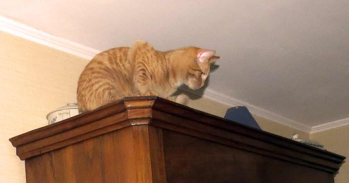 Dois-je laisser mon chat grimper sur les meubles ?