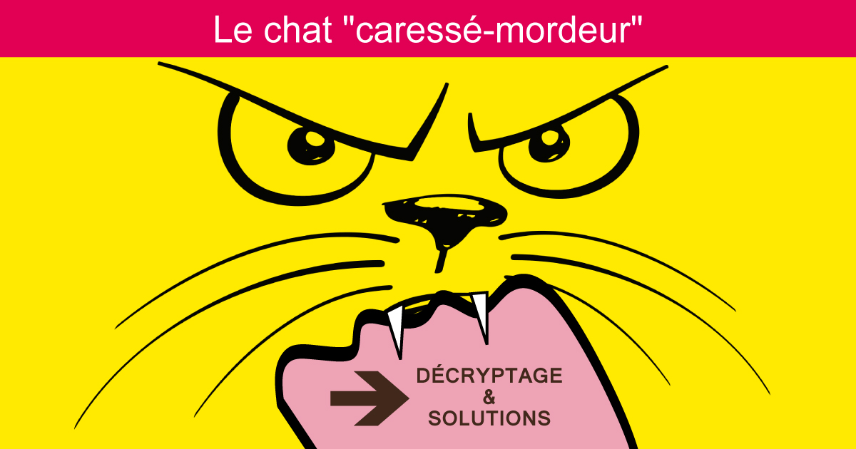 Le chat caress-mordeur : dcryptage, solutions et rducation