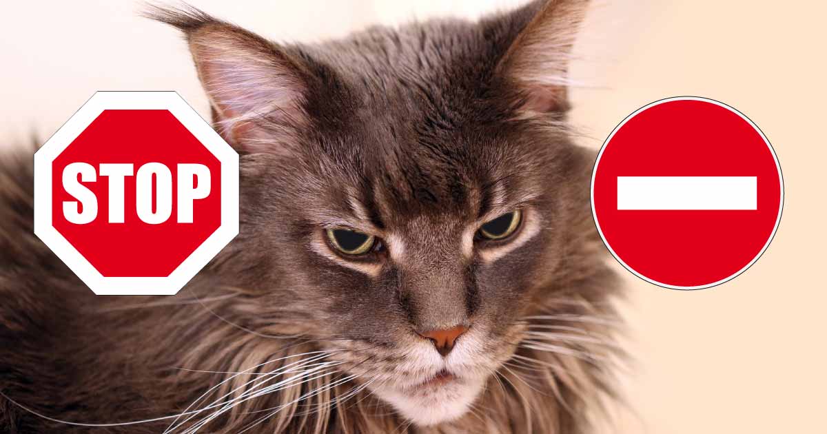 8 signes que le chat dit STOP : dcrypter son langage