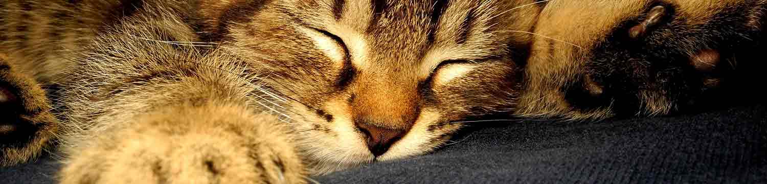 Garde de chat  domicile cat-sitting sur Granville et sa rgion