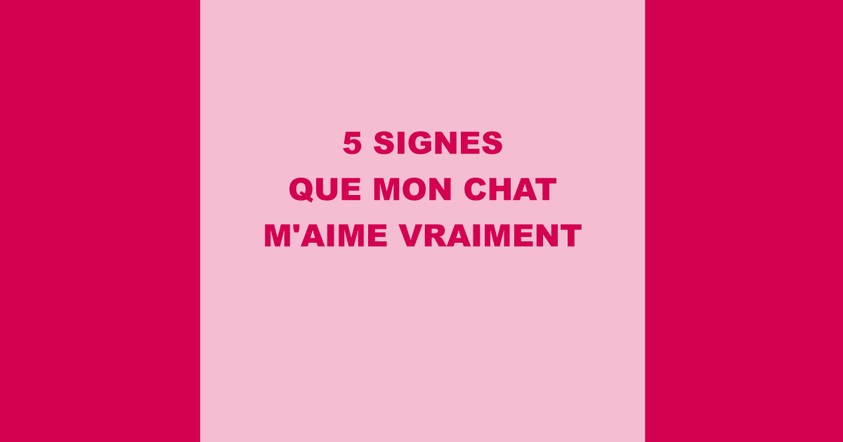 5 signes que mon chat m'aime VRAIMENT