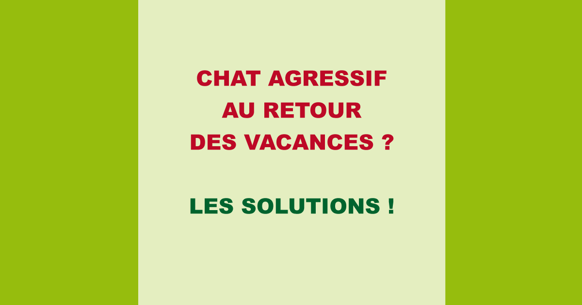 Chat agressif au retour des vacances ? Les solutions !