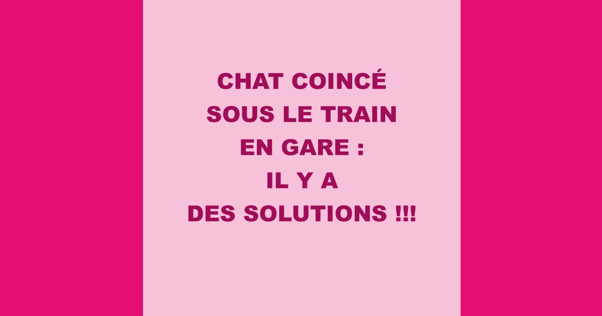 Chat coinc� sous le train en gare : il y a des solutions !