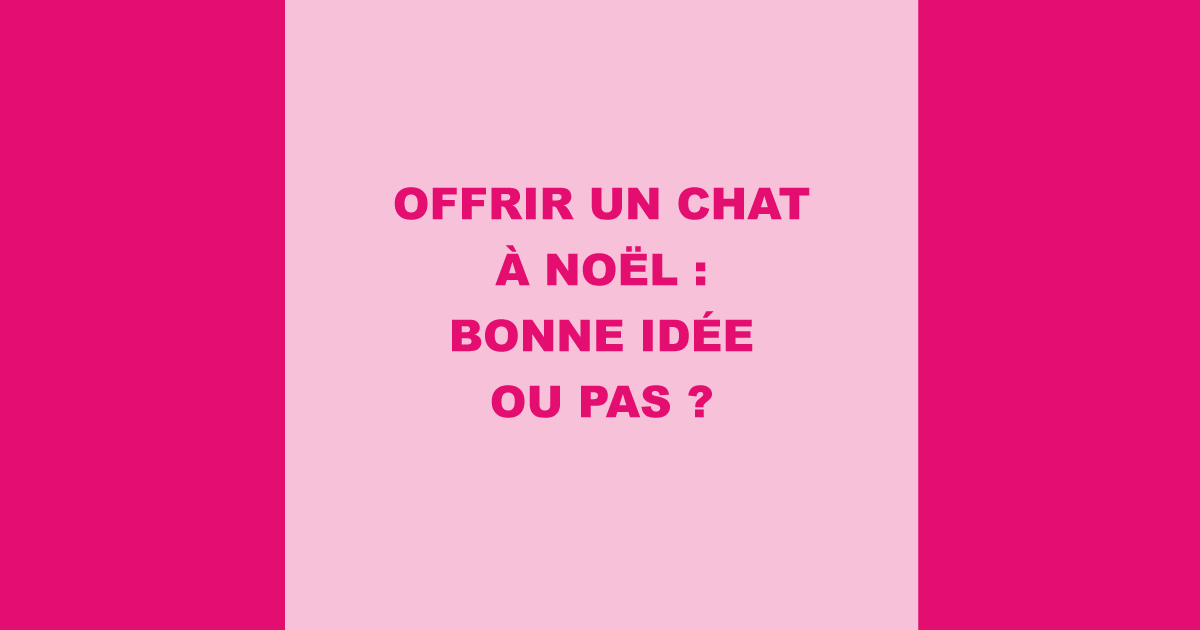 Offrir un chat  Nol : bonne ide ou pas ?