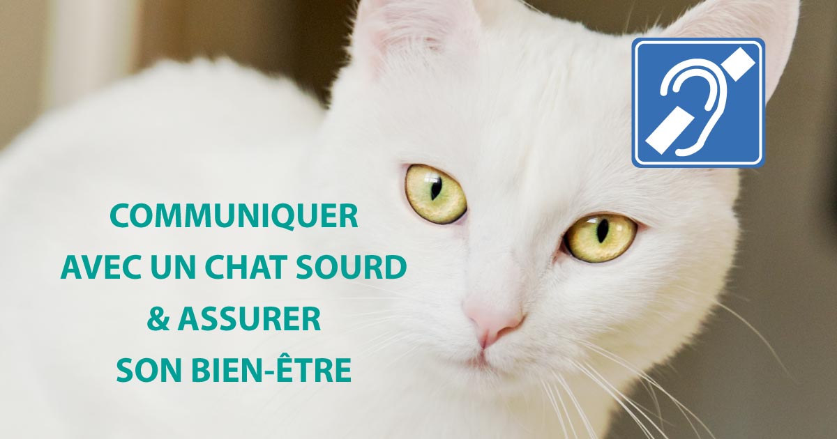 Comment communiquer avec un chat sourd ?