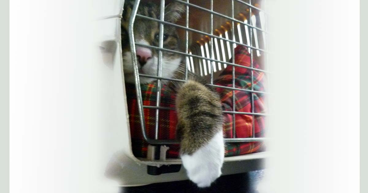 Habituer son chat à la boîte de transport pour moins de stress