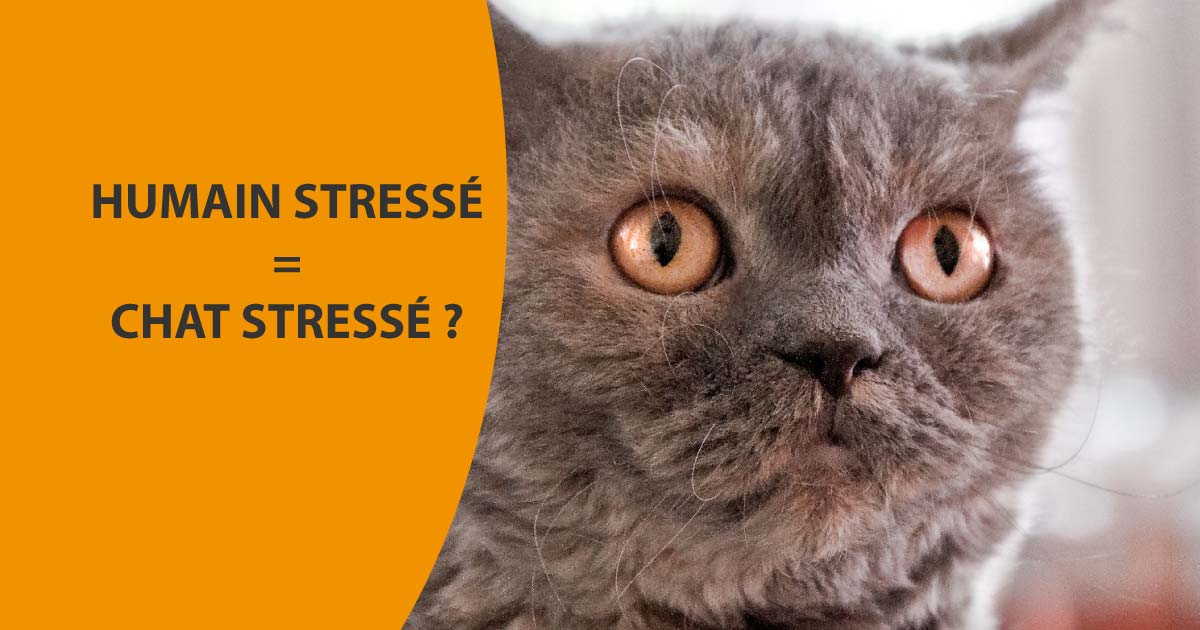 Humain stressé = chat stressé ?