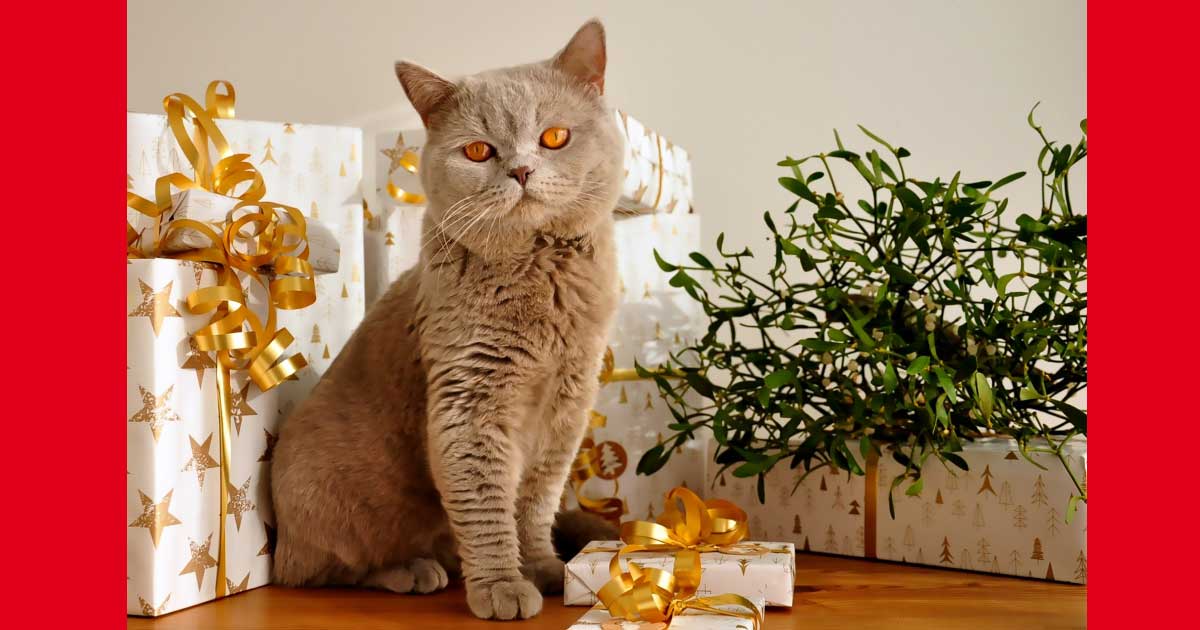 Idées de cadeaux pour le chat Noël 2022