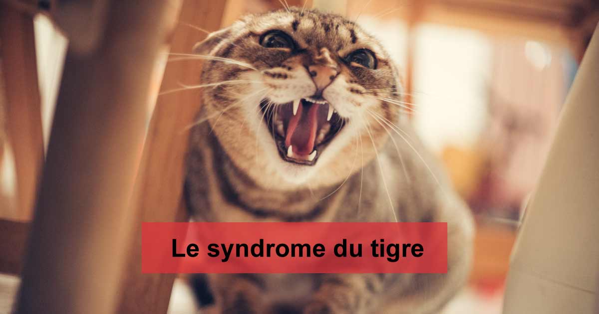 Le syndrome du tigre