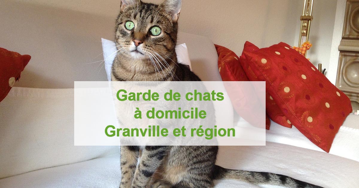 Garde de chat - cat-sitting Granville et autour