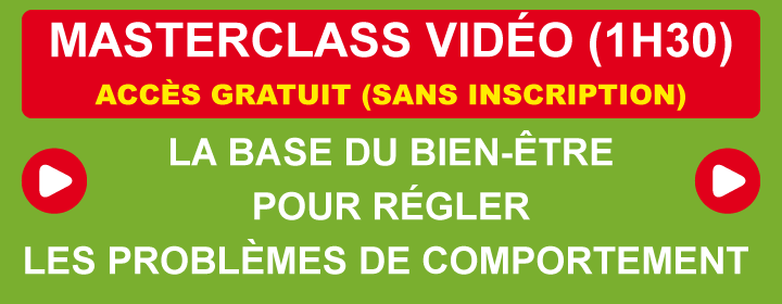 Manuel d'utilisation pour un chat bien dans ses pattes