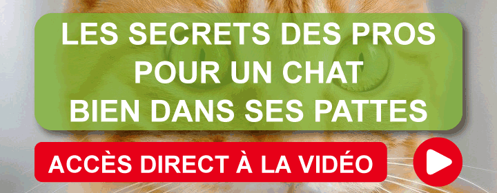 Mode d'emploi du bien-�tre du chat
