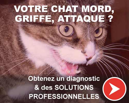 Programme chat agressif : les solutions